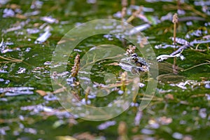 Portrait of a toad in the lake side view 2