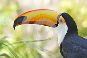 Portrait of toco toucan photo