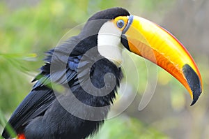 Portrait of toco toucan photo