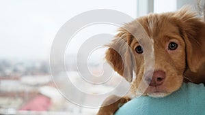 Portrait of toller puppy on shoulder