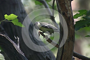 A portrait of tomtit sitting on a tree