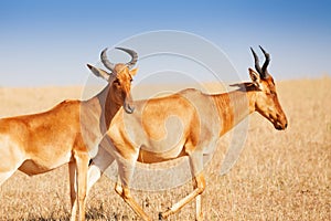 Portrait of topis in Masai Mara National Reserve