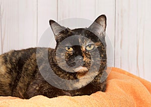 Portrait of a tortie tabby cat