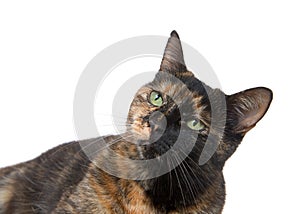 Portrait of a tortie torbie tabby cat with green eyes isolated