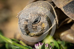 Portrait of a tortoise on a sunny day in spring