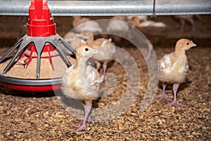 Portrait of a tortured little turkey against the background of a feeding trough. photo