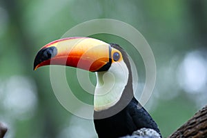 Portrait of Toucan Bird against Green background
