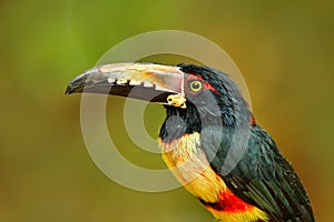 Portrait of toucan. Collared Aracari, Pteroglossus torquatus, bird with big bill. Toucan sitting on the branch in the forest, Cost photo