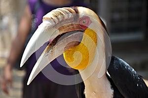 Portrait of a Toucan and its big beak