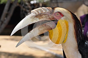 Portrait of a Toucan and its big beak