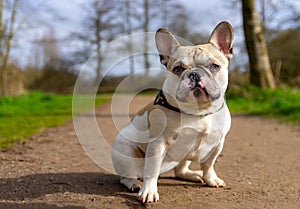 Portrait of a tough french bulldog puppy on a path in the park