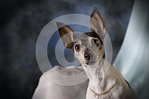 Portrait of a Toy Fox Terrier on Blue