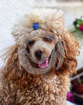 Portrait of toy poodle. Detail on head and eyes. Little cute puppy.