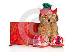 Portrait of toy poodle puppy in red Santa hat