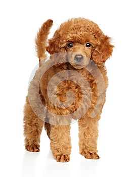 Portrait of a toy poodle puppy standing