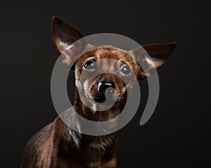 Portrait of a toy terrier