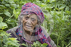 Portrait of a traditional old woman from a village in India.
