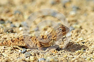 The portrait of Trapelus ruderatus , Horny-scaled Agama