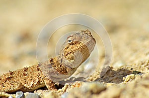 The portrait of Trapelus ruderatus , Horny-scaled Agama