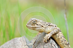 The portrait of Trapelus ruderatus , Horny-scaled Agama