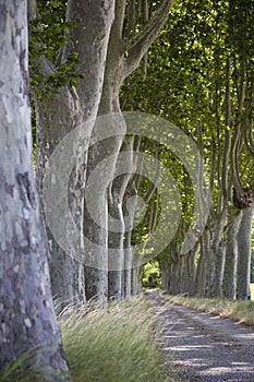 Portrait of Tree lined path