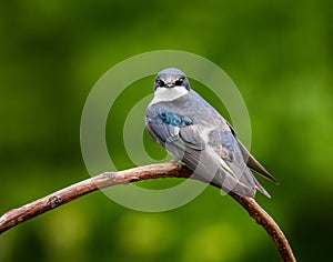 Portrait of a tree swallow with a blurred natural background behind