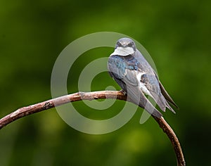 Portrait of a tree swallow perched on a bent branch against a blurred background