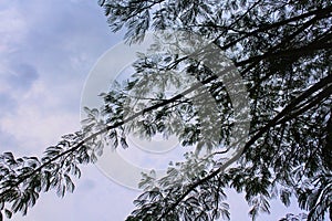 a portrait of a tree taken in the hot sun in malang indonesia photo
