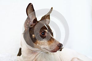 Portrait of tri-color rat terrier