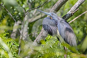 Portrait Of A Tri-Colored Heron In Breeding Colors
