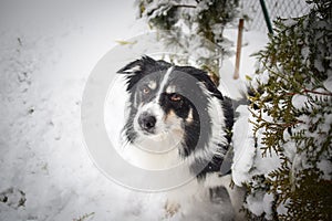 Portrait of tricolor border collie.