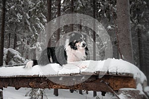 Portrait of tricolor border collie. He lies on the trunk.