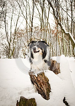 Portrait of tricolor border collie in snow.