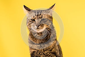 Portrait of a tricolor cat with a dissatisfied expression on a yellow background