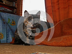 Portrait of a tricolor cat with yellow eyes.