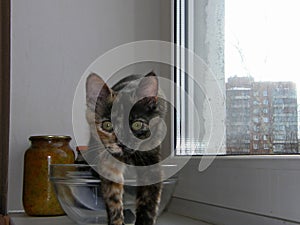 Portrait of a tricolor cat with yellow eyes.