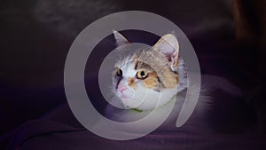 Portrait of a tricolor domestic cat in its box at night, close up