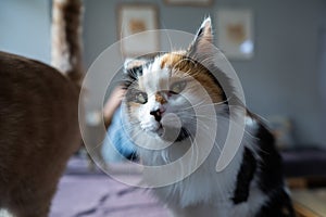 Portrait of a tricolor fluffy cat in a cat cafe.