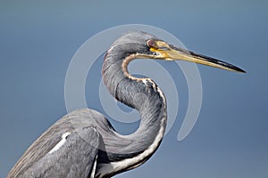 Portrait of a tricolored heron