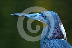 Portrait of Tricolored heron