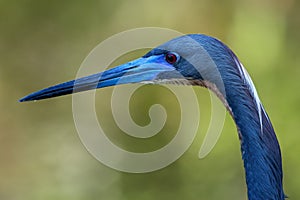 Portrait of Tricolored heron