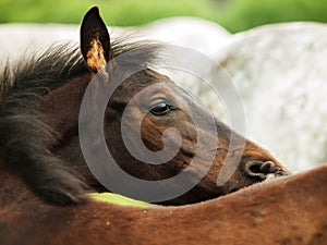 Portrait of trotter foal