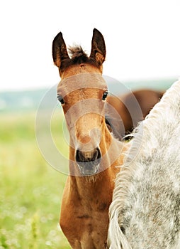 Portrait of trotter foal in the meadow