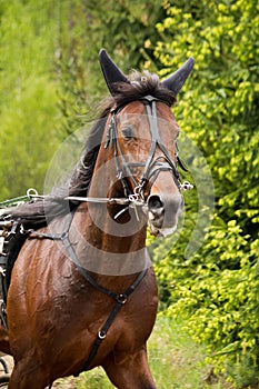 Portrait of trotter horse in the competition