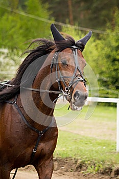 Portrait of trotter horse in the competition