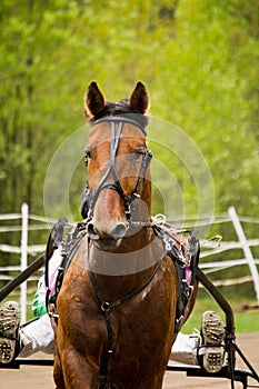 Portrait of trotter horse in the competition