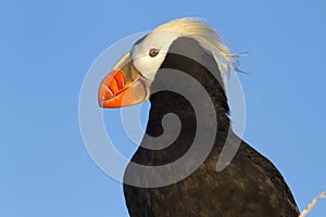 Portrait of a TUFTED PUFFIN looking into the distance on a summer evening