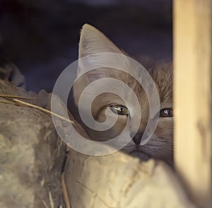 Portrait of a Turkestan sandcat