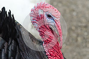 Portrait of a turkey with a big red appendage on the head.