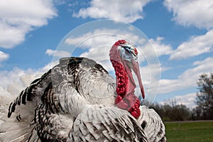Portrait of a turkey male or gobbler closeup on the blue sky background